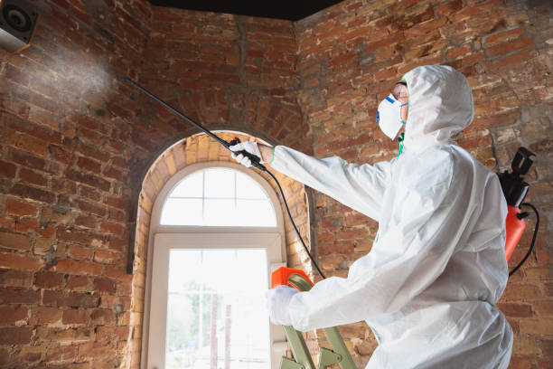 Why You Should Choose Our Mold Remediation Services in Mancelona, MI